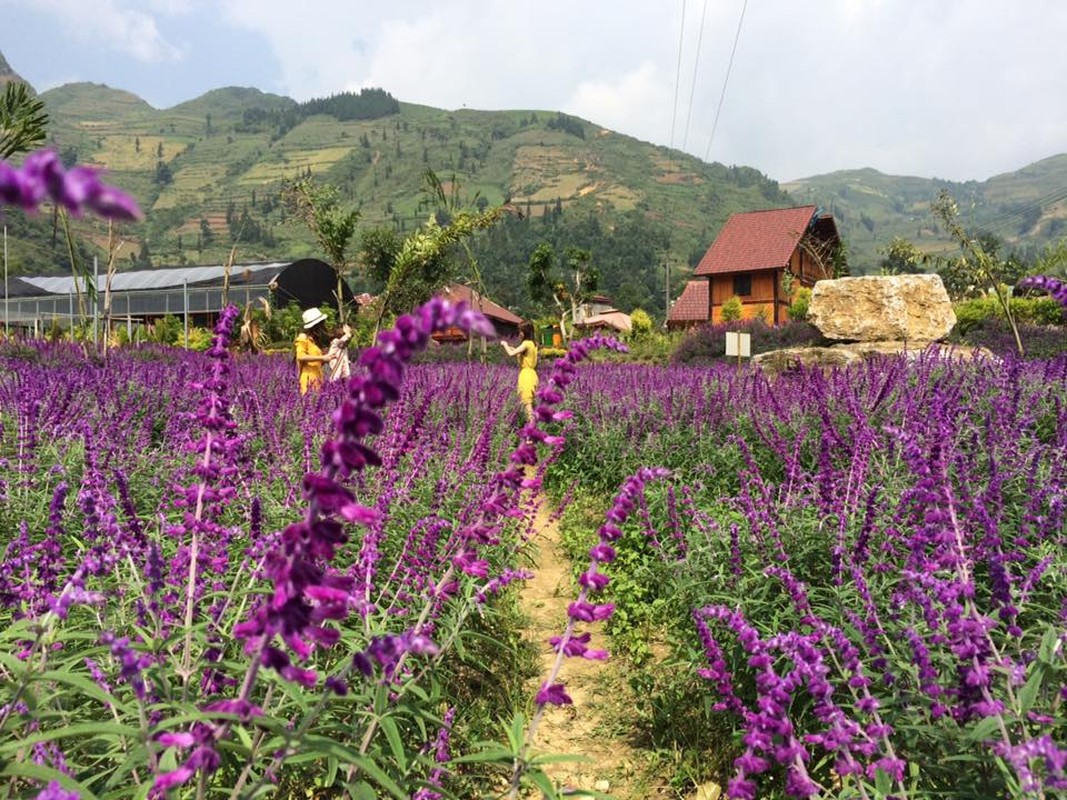 Ngan ngo truoc mua hoa oai huong o thung lung Bac Ha-Hinh-3